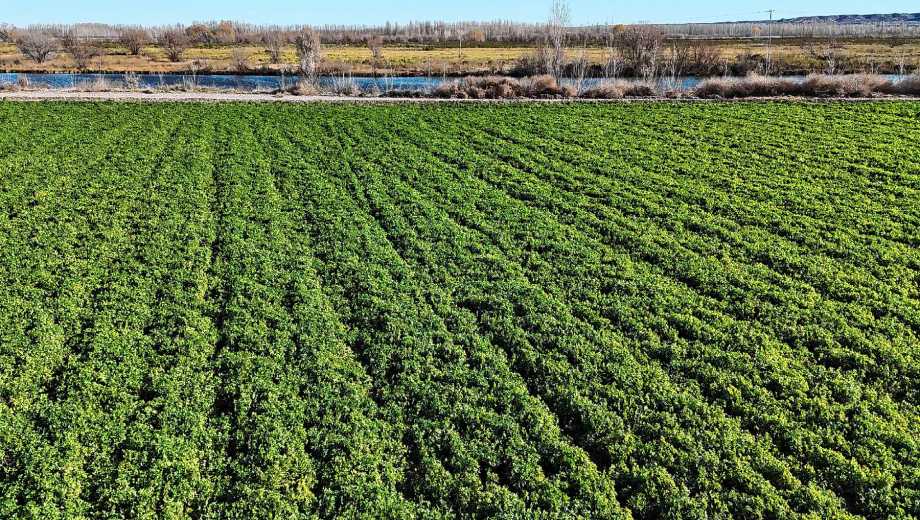 Plantación de alfalfa en Agropecuaria Don Manuel, a la vera del río Negro, en la Patagonia. Foto: archivo Florencia Salto.