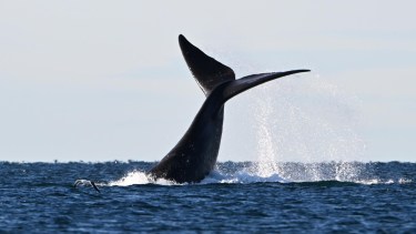 Las ballenas deslumbran a Puerto Madryn y el espectáculo ya empezó en la costa