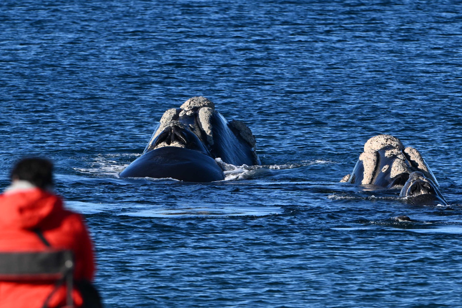 ¡Más de 70 ballenas desde la costa!: cómo es vivir el avistaje en Puerto Madryn a metros de ellas