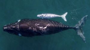 Puerto Madryn da inicio a la temporada de avistaje de ballenas: todo lo que tenés que saber