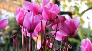 La planta de interior que estalla en flores en invierno y perfuma toda la casa