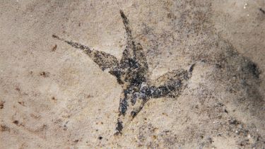 El hallazgo corresponde al Cretácico Temprano. (FOTO: Gentileza investigadoras del Conicet)