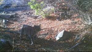 ¡Piedra libre!: desde un gato montés a un zorro colorado fueron capturados en cámara en Neuquén, conocelos