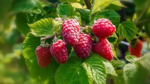 Cultivá frambuesas sin semillas: el paso a paso para tener tu propio arbusto en casa