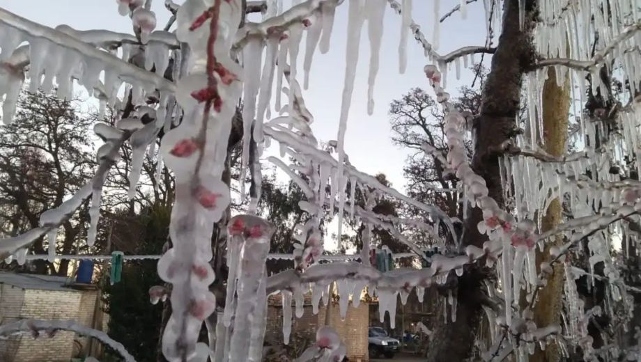 Conocé el pronóstico de heladas para los valles bajo riego de Neuquén y Río Negro. (Foto: archivo Juan Thomes)