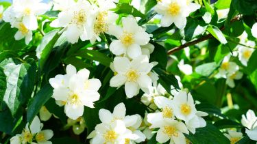 Tener una gardenia en casa durante el invierno es como conservar un pedacito de primavera. Y si bien requiere algo de atención, su recompensa en flores y fragancia lo vale todo.

