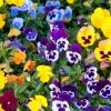 Imagen de La planta con flores de colores intensos que podés plantar en invierno
