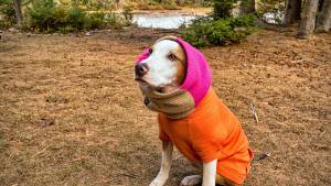 ¿Tu perro tiene frío? Estas señales lo confirman, aunque no tiemble