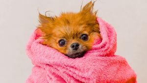 La frecuencia ideal para bañar a tu perro o gato según su pelaje y estilo de vida