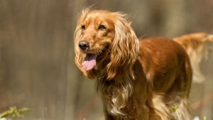 Cinco razas de perro que no deberían dormir afuera en invierno, aunque tengan pelo largo