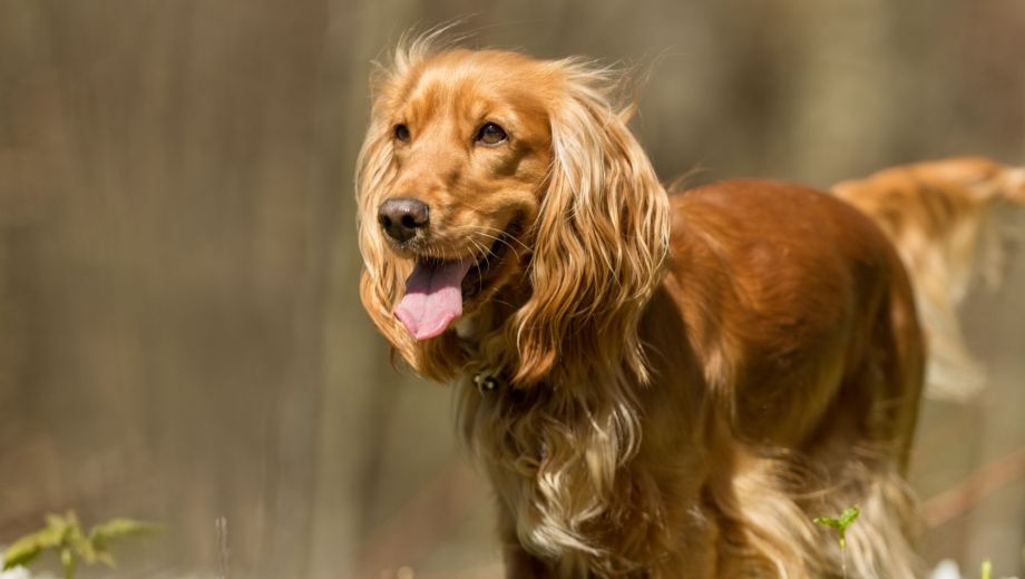 En Neuquén está prohibido el ingreso de animales no humanos a los balnearios durante la temporada de verano.