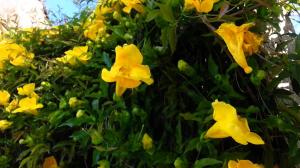 La planta trepadora de rápido crecimiento que cubre paredes con flores amarillas como una cascada