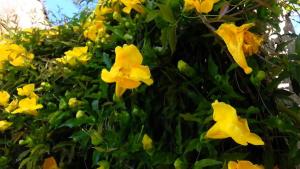 La planta trepadora de rápido crecimiento que cubre paredes con flores amarillas como una cascada