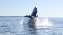 Imagen de Donde cantan las ballenas jorobadas: Chubut se convierte en un escenario clave del Atlántico Sur