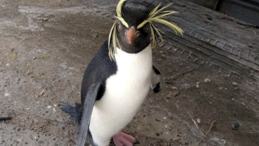 Registraron una nueva especie de pingüino en Las Grutas: hito en la fauna marina de Río Negro para el país