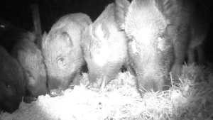 Capturaron 8 jabalíes en la zona del Llao Llao, al oeste de Bariloche: detectaron 26 animales