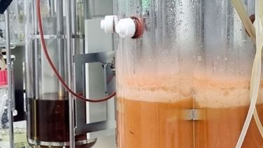 A través de las levaduras patagónicas, elaboran protectores solares más naturales