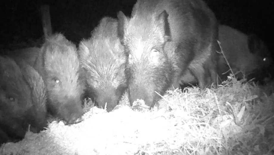 Los animales que fueron capturados en Llao Llao. Foto: gentileza