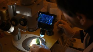 Impacto del cannabis medicinal en el tratamiento del dolor crónico: un estudio patagónico fue publicado en una revista científica