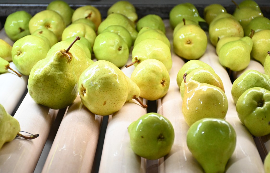 El papel es un insumo clave en el proceso de empaque de peras y manzanas en Río Negro y Neuquén.