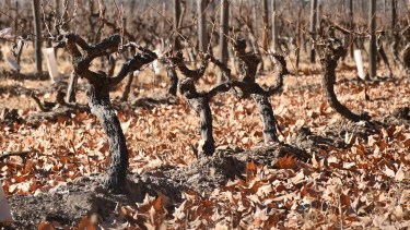 Heladas tempranas: cómo controlar el pasmo otoñal del sarmiento en los viñedos de Malbec