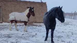 Caballos con escarcha en su pelaje: por qué no les hace mal, la explicación de un vecino de Maquinchao