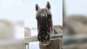 En 5 fotos | Árboles, bicis y hasta caballos congelados en el pueblo de Río Negro que es el más frío del país