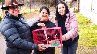 ¡Final feliz en Neuquén! Dos codornices que estaban en cautiverio fueron entregadas a una escuela
