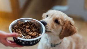 Cómo saber si el alimento que le das a tu perro es bueno o malo, según una nutricionista canina 