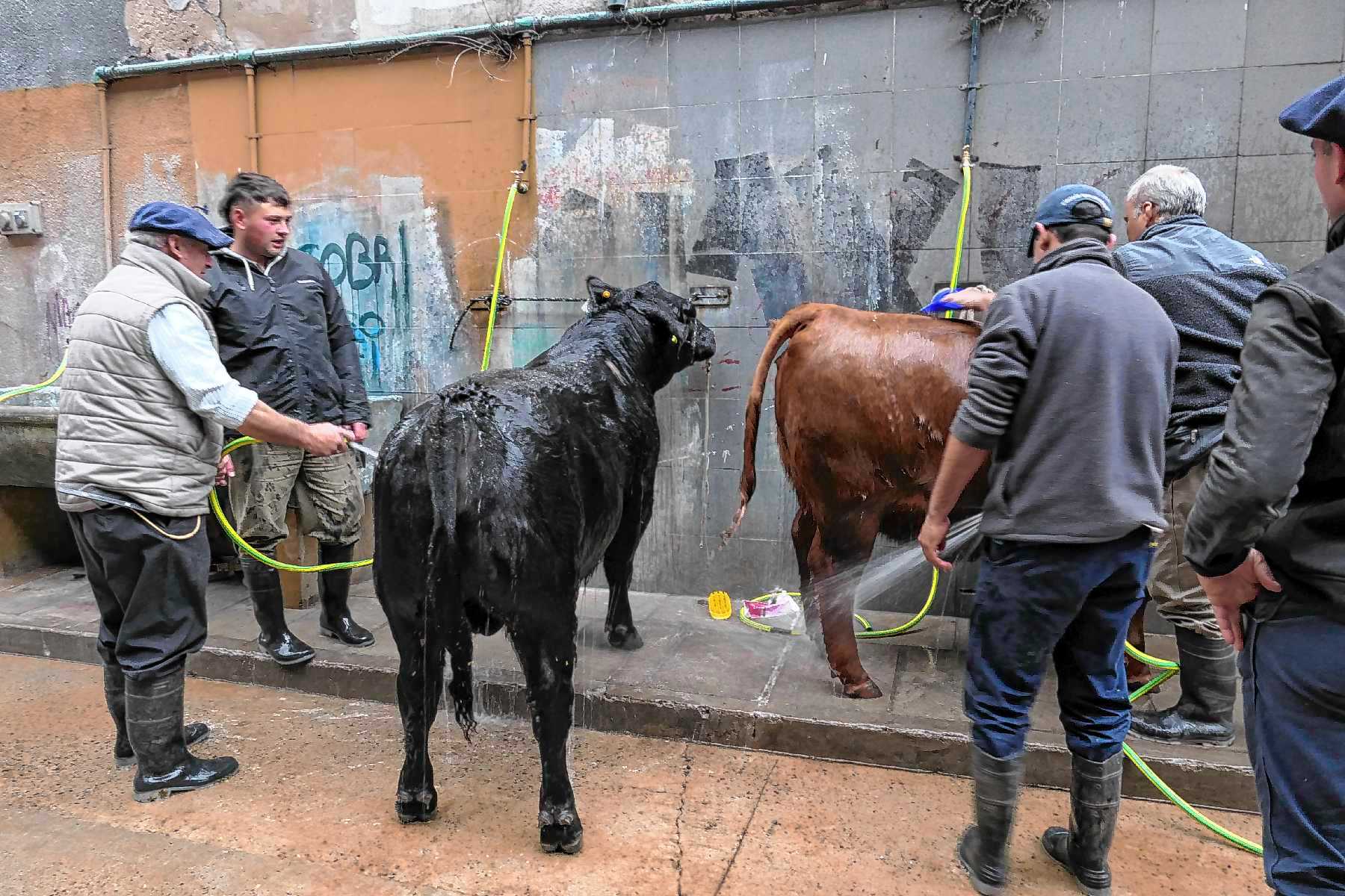 Mirá cómo es un día en la Rural de Palermo 2025 en 25 imágenes - Diario ...