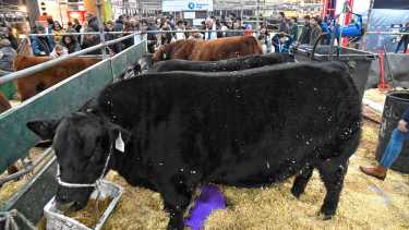 El crecimiento de la genética ganadera en Río Negro: de General Conesa directo a competir en Palermo