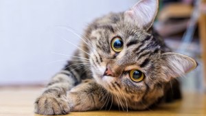 Qué comida de humanos no pueden comer los gatos, según los veterinarios 