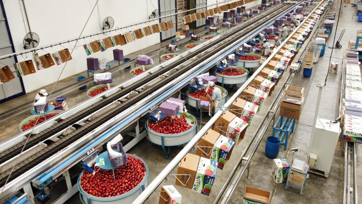 Sala de empaque de Juan Patalano e Hijos, en el Alto Valle del río Negro.