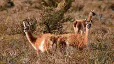 La nueva ley de Fauna convierte a Río Negro en un gran “coto de caza”