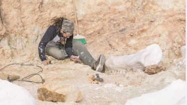 Paleontólogos de Roca acceden a subsidios de Estados Unidos y Suiza: qué comportamientos de los dinosaurios investigan