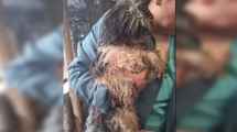 Imagen de Rescataron perros maltratados en Cipolletti: ahora buscan hogar y donaciones para curarlos