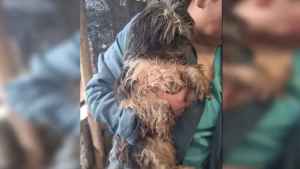 Rescataron perros maltratados en Cipolletti: ahora buscan hogar y donaciones para curarlos