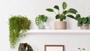 Lo que está pasando en tu hogar si se te mueran las plantas, según el Feng Shui 