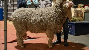 Una cabaña centenaria trajo sus ovinos merinos a la Expo Rural