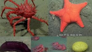 Conicet, entre el éxito de su streaming y el ajuste del gobierno de Javier Milei: aseguran que la situación es «crítica»