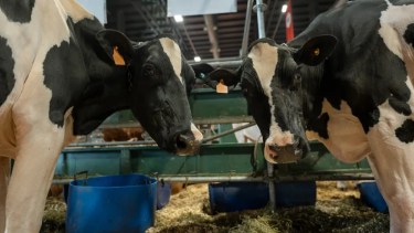 Las vacas Holando vuelven a la Rural, donde no participaban desde 2019.