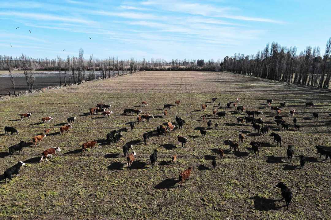 La cría se realiza en campos bajo riego. Foto: Juan Thomes.