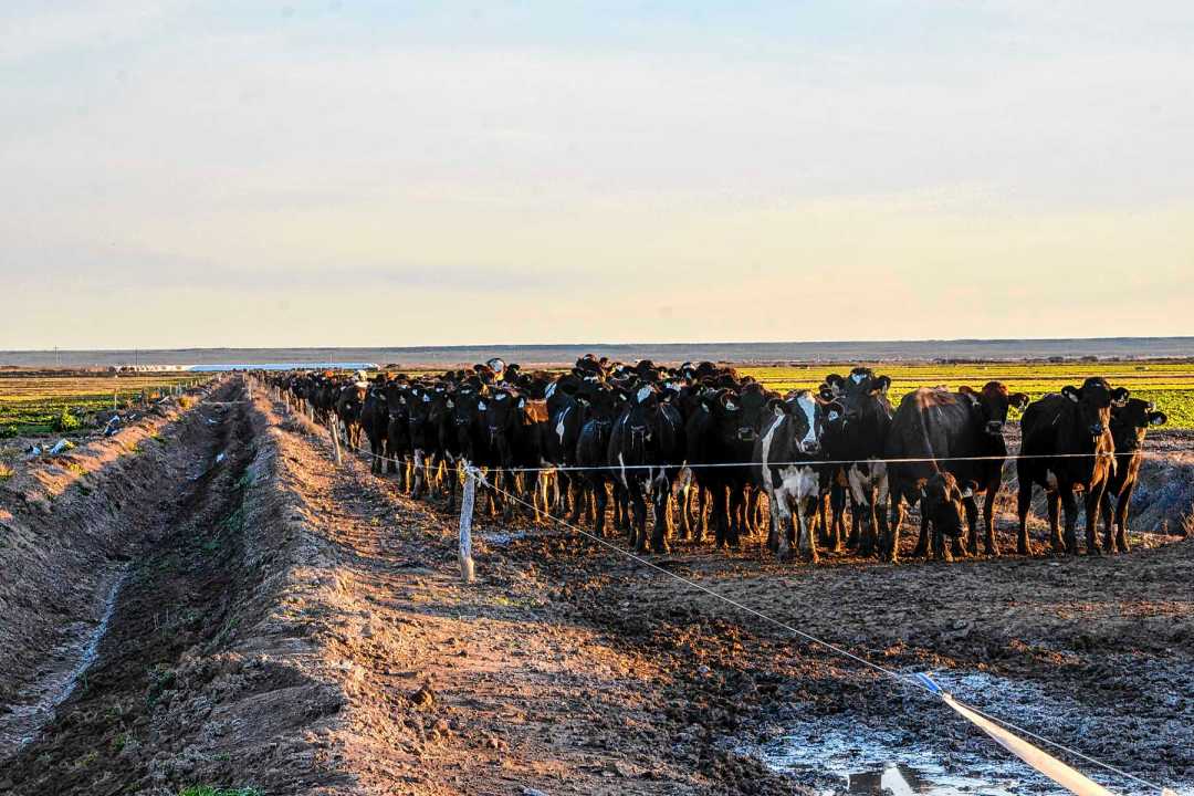 Uno de los tambos a cargo de Joaquín Imaz en Río Negro. Foto: archivo Juan Thomes.