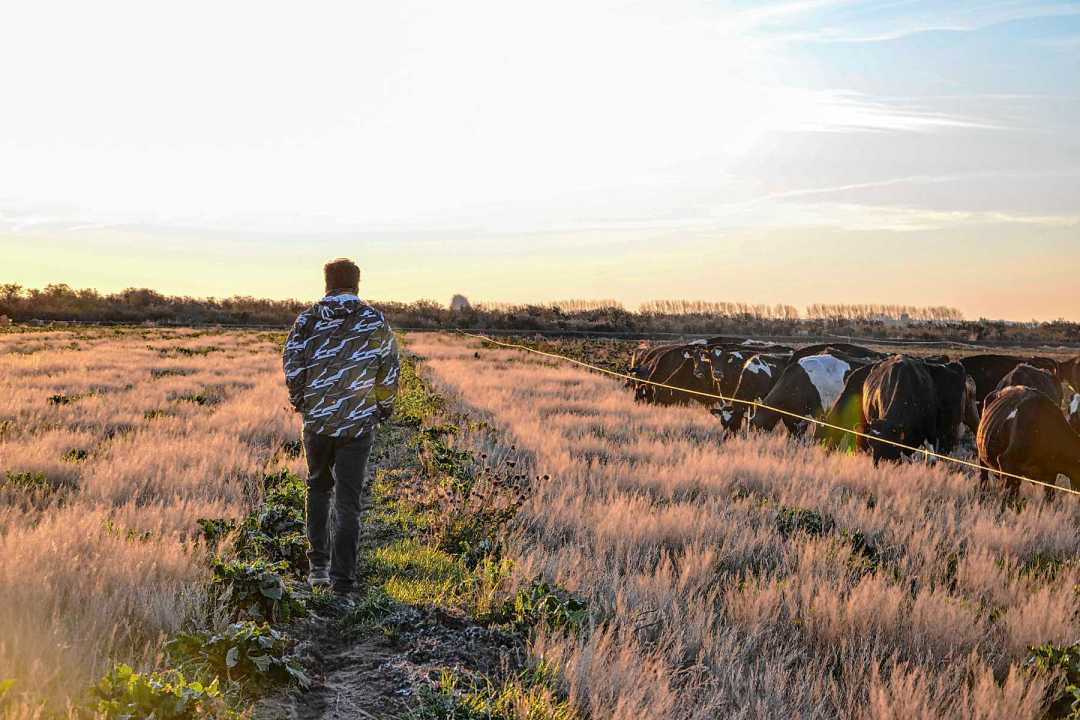 Joaquín recorre el tambo mientras las vacas pastorean remolachas. Foto: Juan Thomes.
