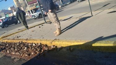 Las cabezas de pescado están sobre la Ruta 22, a la altura de Misiones. Foto: gentileza