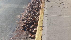 Insólito: aparecieron «300 cabezas de trucha» sobre la Ruta 22 en Neuquén, qué se sabe