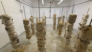 Aniversario Senillosa: Gírgolas, un producto con mucha demanda