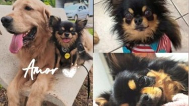 Una sonrisa en medio del dolor: apareció el perrito perdido en el vuelco fatal al norte de Roca