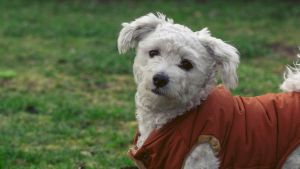 Cómo hacer ropa de abrigo casera para perros: paso a paso y con pocos materiales