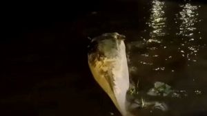 Misterio en Buenos Aires: encontraron muerta a otra ballena en peligro de extinción en el río de la Plata